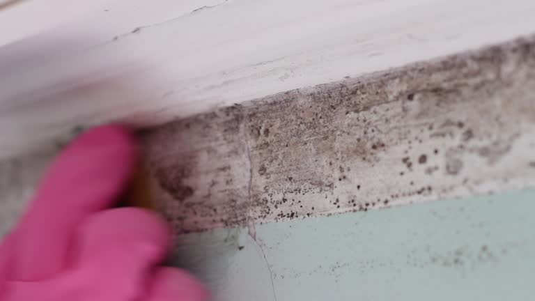 Environmental Consulting for Mold Prevention in Yorkshire, VA